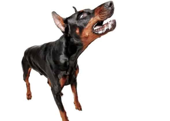 mitos sobre o pinscher