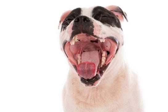 cão de boca aberta