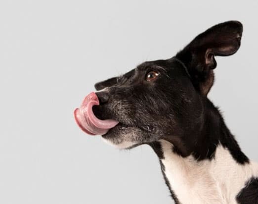 nomes para cachorro pequeno