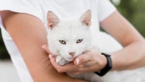 Gato branco. Fonte: Freepik