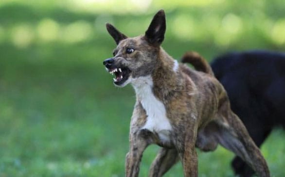 Cão agressivo após a castração