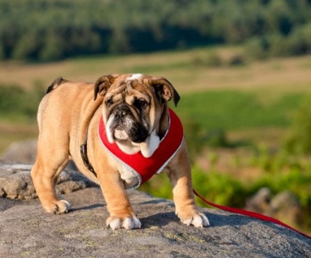 Agressividade canina depende da raça