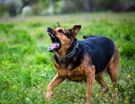 Agressividade canina depende da raça