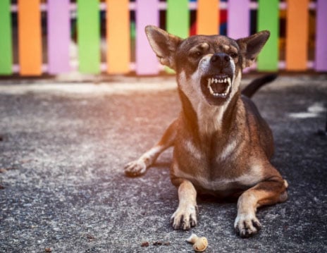 cão bravo