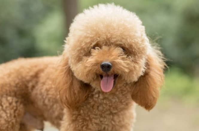 cães adoram nadar