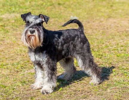 um schnauzer