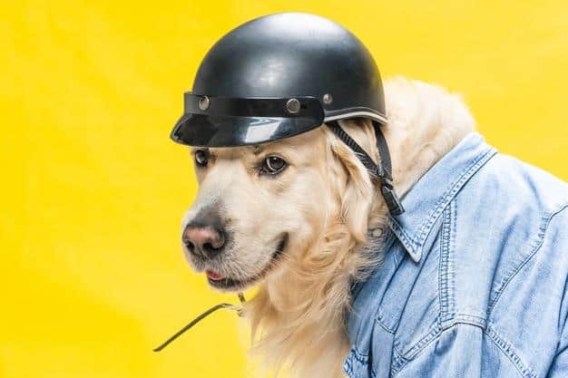 cachorro está me encarando