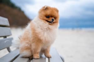 An adorable pomeranian spitz dog sitting on a wooden bench on the beach