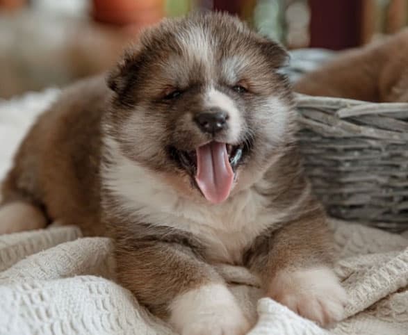 Como viver com um cachorro cego 2 cachorro cego