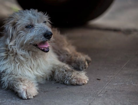 Como viver com um cachorro cego 1 cachorro cego