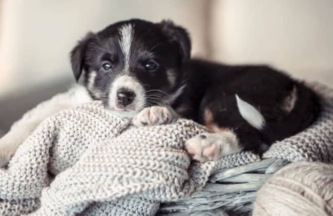 Cachorro magoado - Será que é verdade ou mito? 2 cão deitado