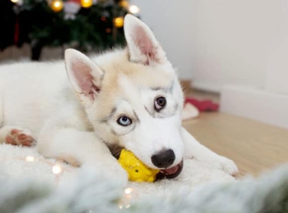 cão roendo alguma coisa