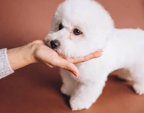 cachorros que soltam menos pelos