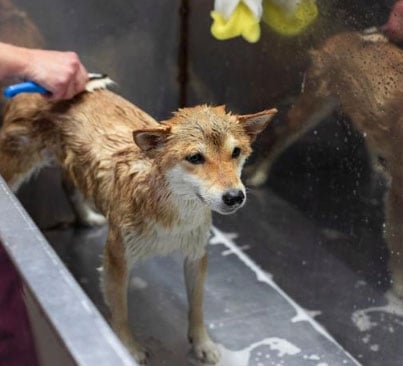 cachorros que soltam menos pelos