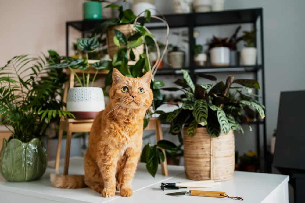 Gatos perdem pelos: 7 Razões pelas quais isso acontece! 1 gato assustado