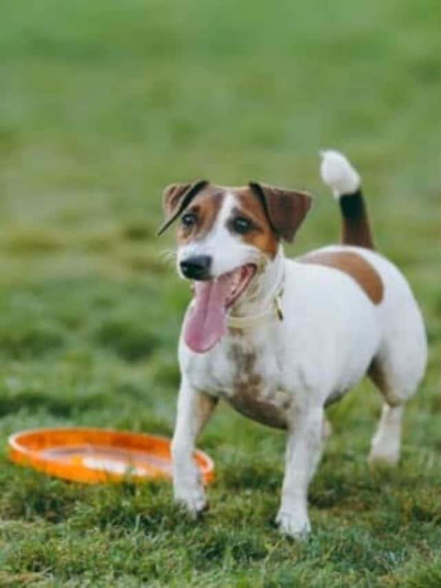 Por que o cachorro enterra coisas? 2 cropped-brinquedo-diy-para-cachorro-4.jpg