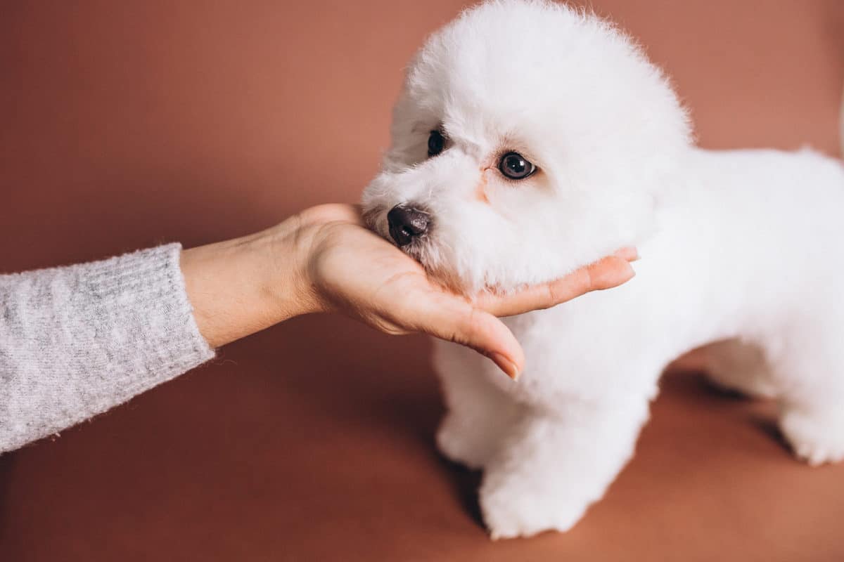 bichon frisé