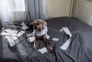 Cão roendo papel - Foto: Freepik