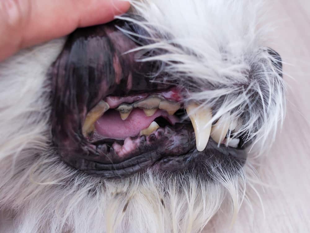 gengivas do cachorro