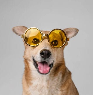 cão com óculos de sol