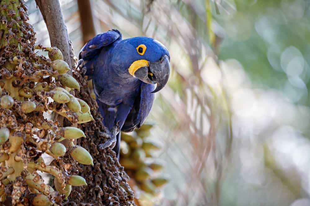arara azul