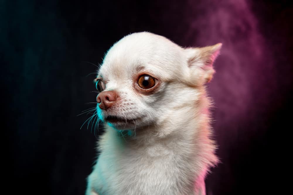 Longevidade do Chihuahua: 15 dicas para prolongar a vida do seu cão 3 chihuahua