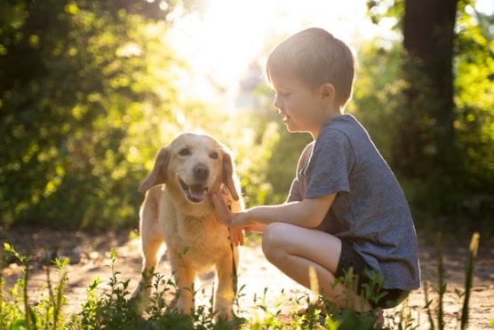 Frases para perda do animal