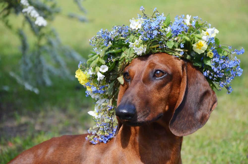 Dachshund