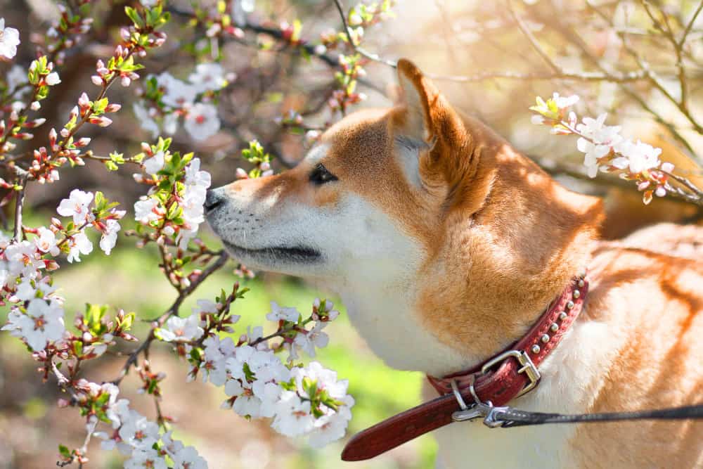 Shiba Inu