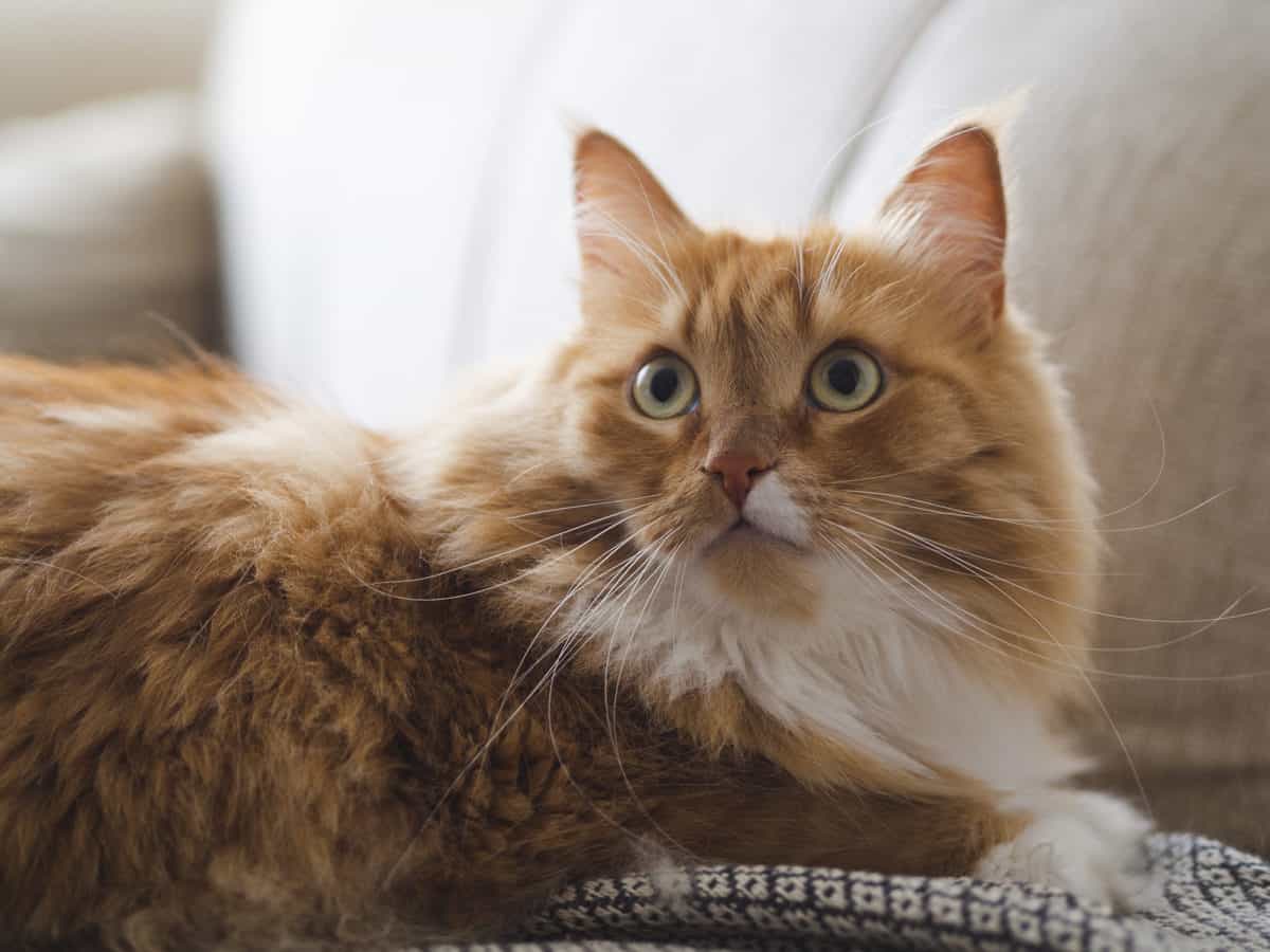 Gato assustado: 5 Dicas simples de como tranquilizar! 1 gato assustado