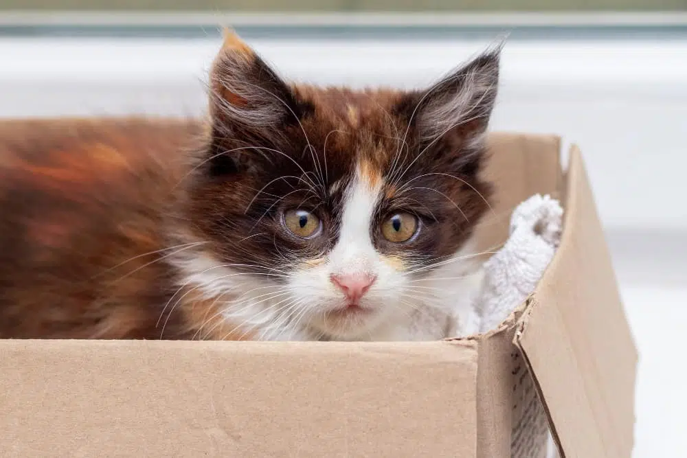 small scared kitten cardboard box cute kitten