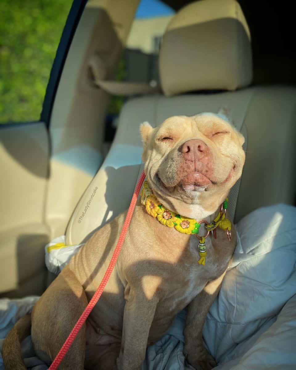 Pitbull sorrindo