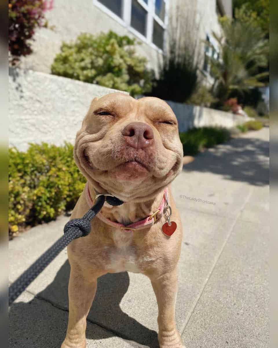 Pitbull sorrindo