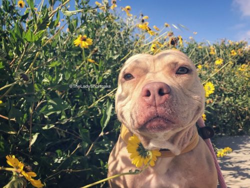 cachorro está com o rosto inchado