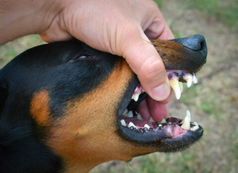 cão mostrando os dentes