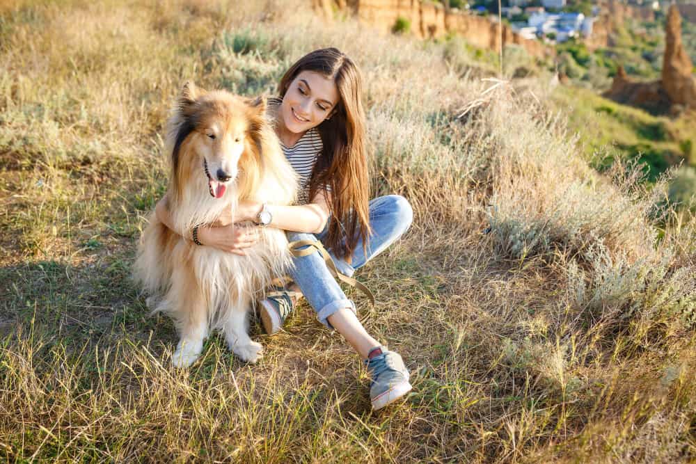 Cães de pelo bonito: 20 Raças de cães com as madeixas mais lindas 4 Collie