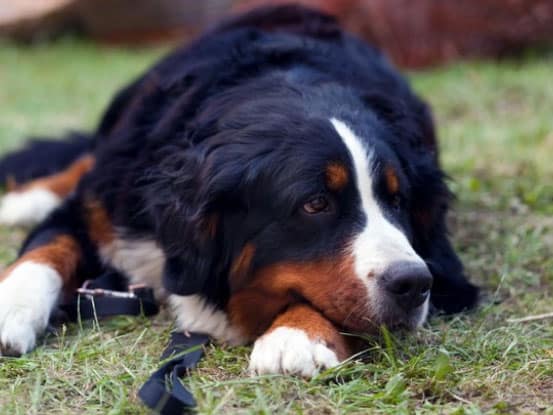 Cachorros trabalhadores para ter em casa