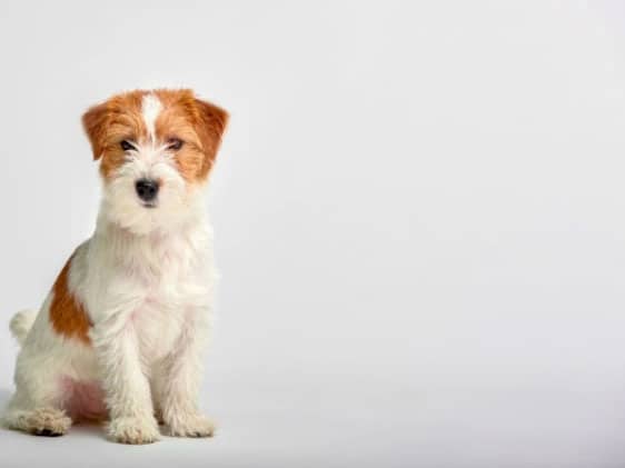 Como comprar um cão de raça