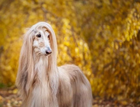 afghan hound