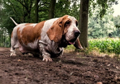 basset hound