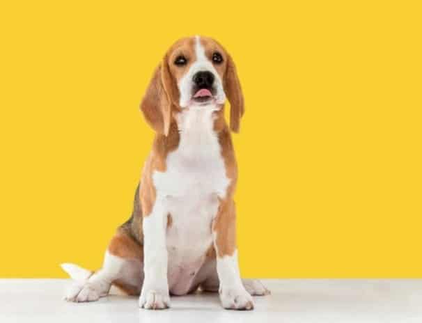 Os grupos de cachorros e suas características 2 beagle