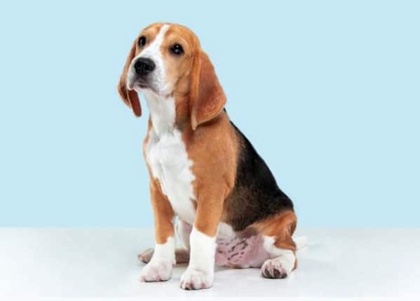 raças de cachorro de pequeno porte
