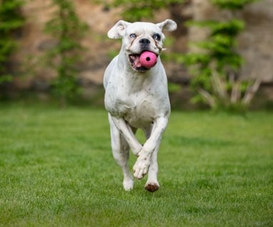Os grupos de cachorros e suas características