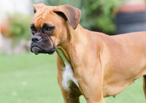 10 Cachorros trabalhadores para ter em casa 1 Cachorros trabalhadores para ter em casa