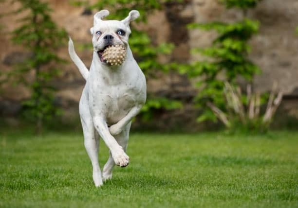 raças de cachorros de grande porte