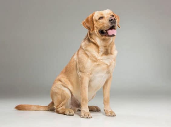 labrador