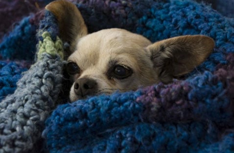 Longevidade do Chihuahua: 15 dicas para prolongar a vida do seu cão 2 chihuahua