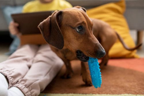 close up beautiful dachshund playing with kid