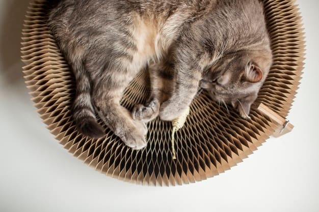 gato dormindo