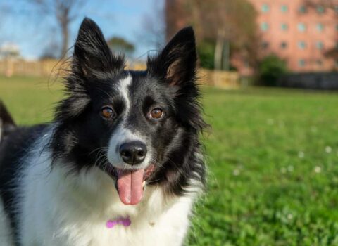 border collie